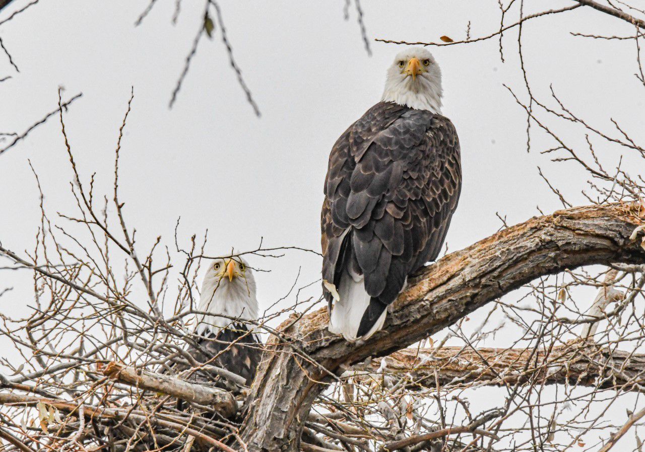 Bald eagles